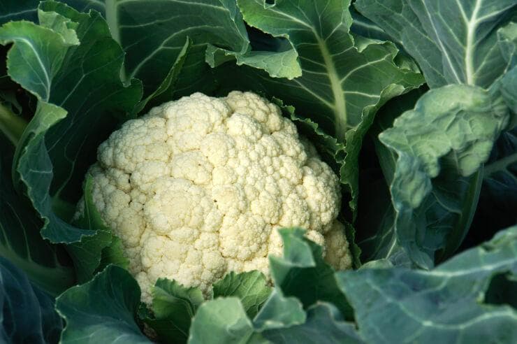 享受自然的甜味！讲解使用当季食材制作的「花椰菜浓汤」！