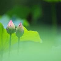 蜗牛合适的生存环境是什么