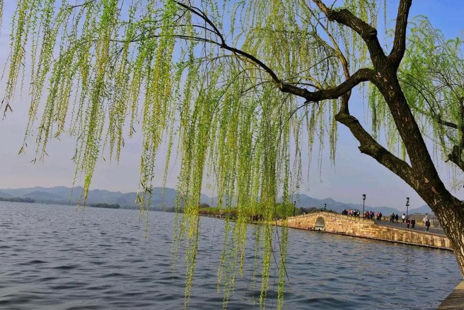 柳树的寓意和象征是什么？有哪些文化内涵？