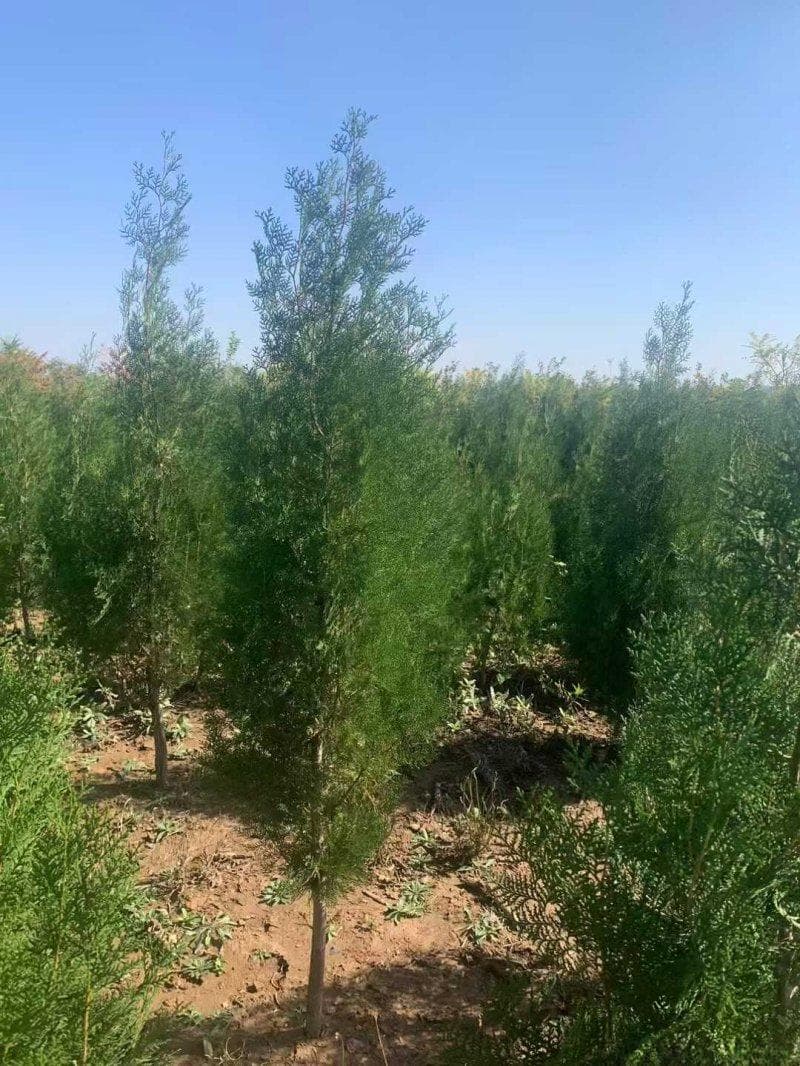 松针腐叶土种植柏树：从土壤准备到养护管理的全面指南