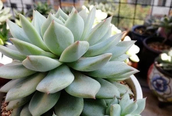多肉植物种植技巧详解：如何选择适合的花盆