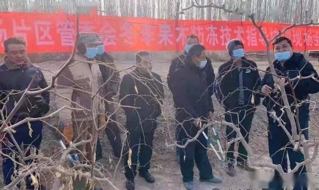 果树冬季管理全攻略：八大要点助力果树安全越冬