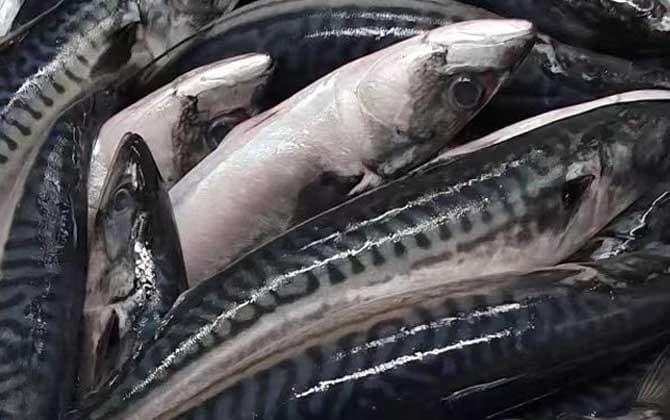 青花鱼是海鱼还是淡水鱼？