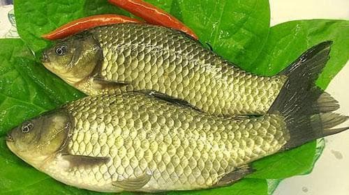 鲫鱼：营养全面的健康饮食新选择