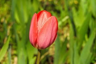 水仙花，冬日里的一抹清新