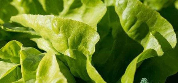 水培生菜完全指南：从育苗到收获的四个关键步骤