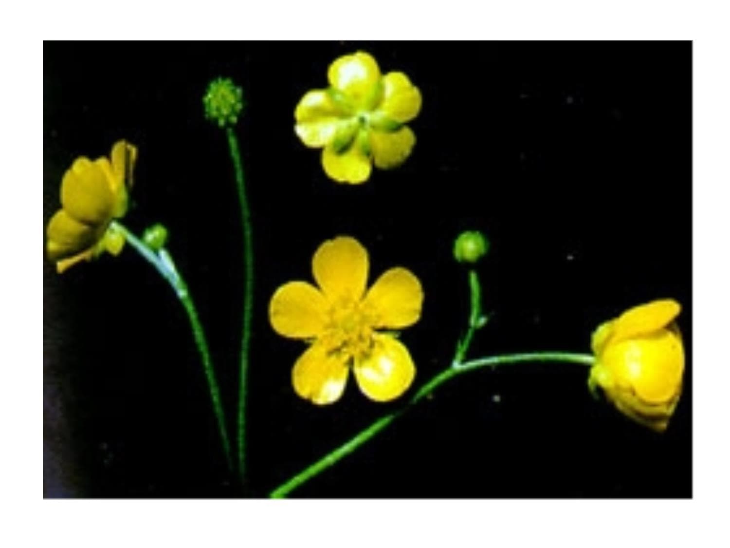 药用植物学-毛茛科、木兰科