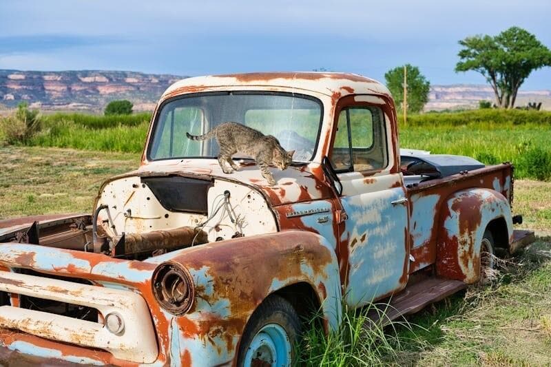 守护生态丨关于流浪猫的这些问题，必须重视起来了！