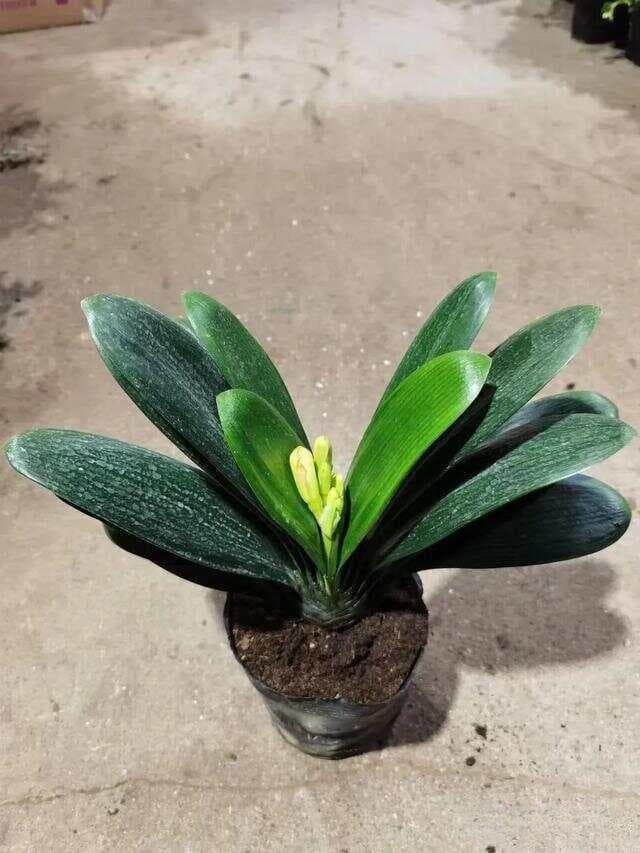 天然钾肥，是君子兰的最爱，一年用一次，花根又多又粗！