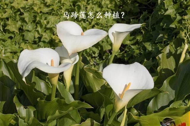 马蹄莲怎么种植？