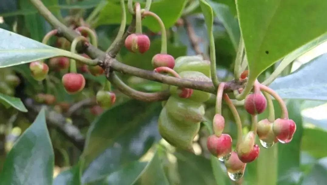 八角种植如何让果实结的多？八角高产种植管理技术！