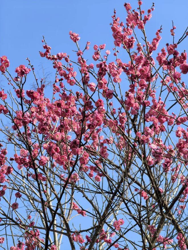 江西春日赏花地图 | 梅花、樱花、油菜花……这份浪漫请查收！