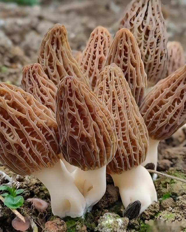羊肚菌的4种最佳食用方法：养胃助消化，老少皆宜