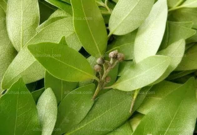 这11种植物能有效赶走苍蝇，知道3种算你牛！