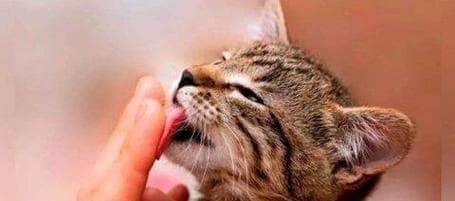 猫咪舔手的意义与解读（猫咪舔你的手代表什么？猫咪行为与情感交流的奥秘揭示）
