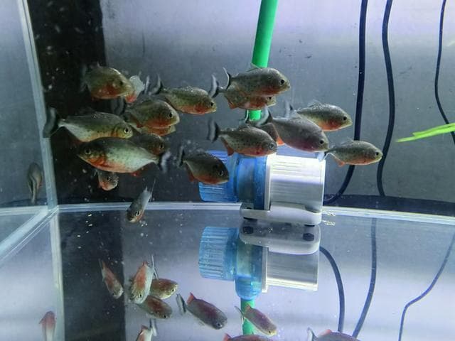 想要饲养红腹水虎，你需要知道的这些知识和细节