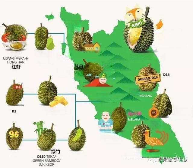 马来西亚与泰国榴莲大不同：品种、采摘到食用全解析
