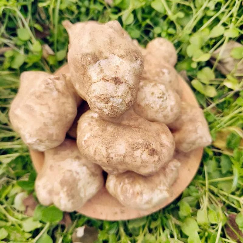 过去立下“汗马功劳”的洋姜，现在却没人种了？真是它没价值吗？