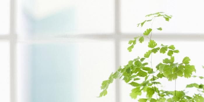 莲须泡水喝的功效