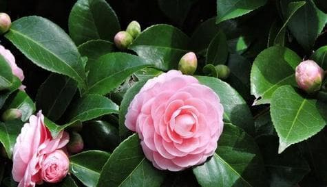 山茶花期是什么时候？山茶花一年开几次花？