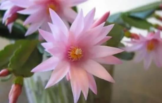 假昙花和蟹爪兰有什么区别吗？