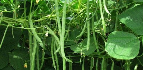 四季豆的种植与管理（从种子到收成，了解四季豆的生长秘密）