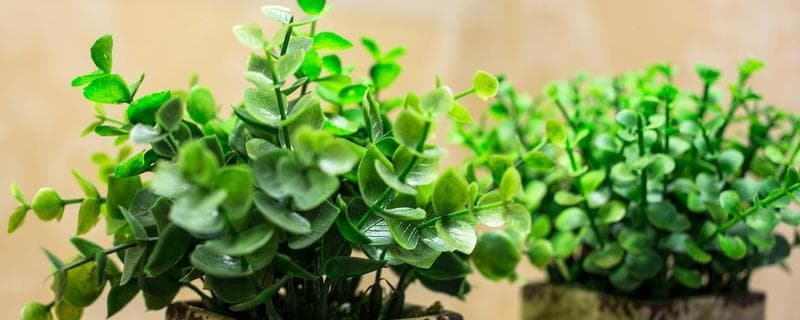 栀子花怎么养殖，冬季每隔半个月浇一次水