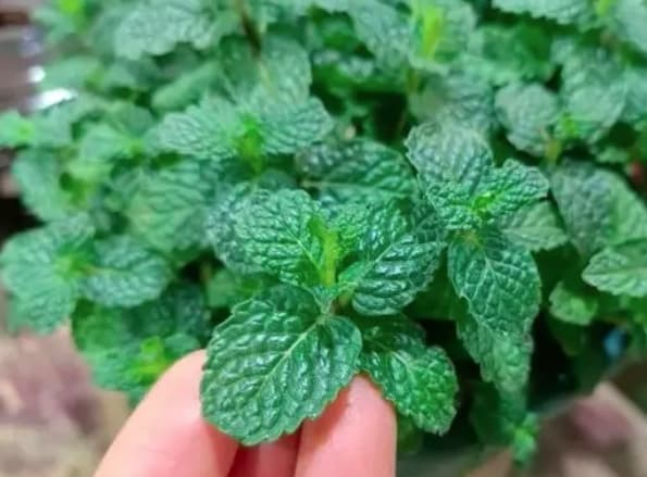 薄荷的清凉感从何而来？薄荷与留兰香的区别及食用注意事项