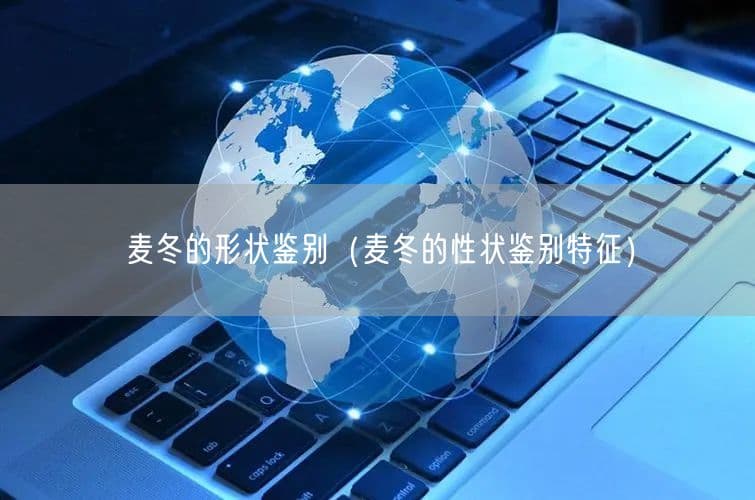 麦冬的形状鉴别