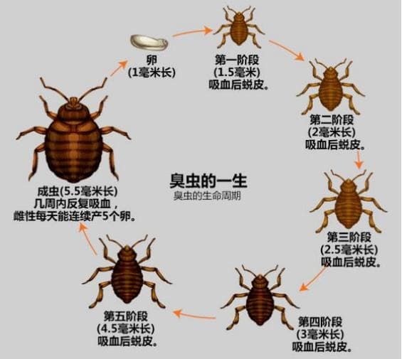 床虱咬伤的处理方法与预防措施