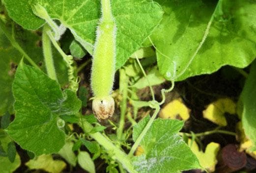 葫芦籽什么时候种植最好？