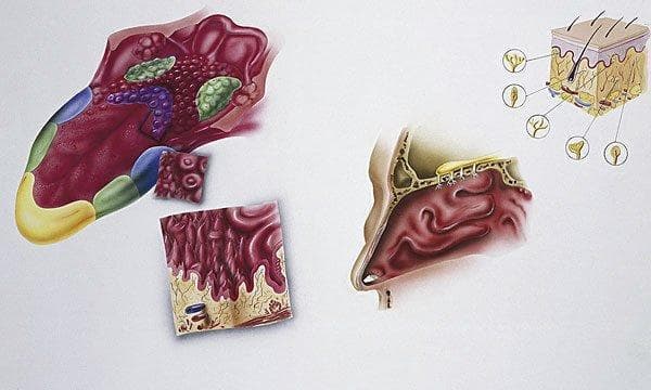 上颌骨角化囊肿和普通囊肿区别