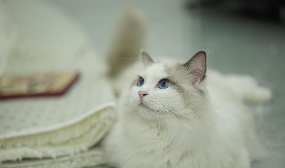 猫的详细介绍资料（了解猫的习性和品种特点）