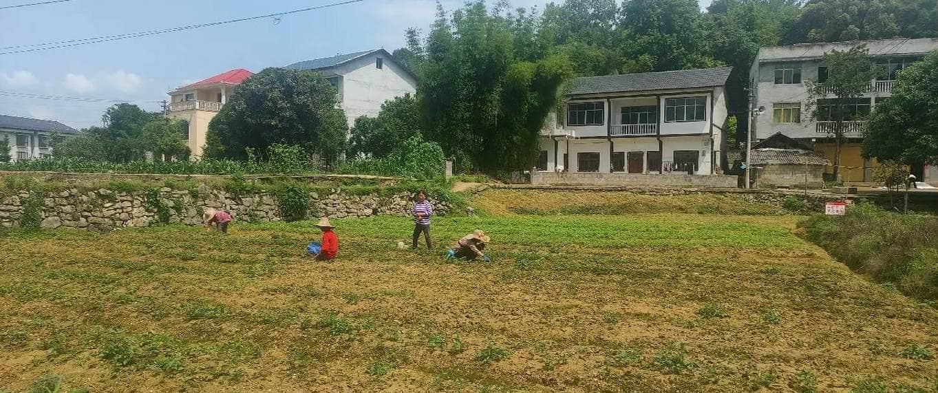 仙客来开花的时候叶子黄了怎么办？原因分析与处理方法