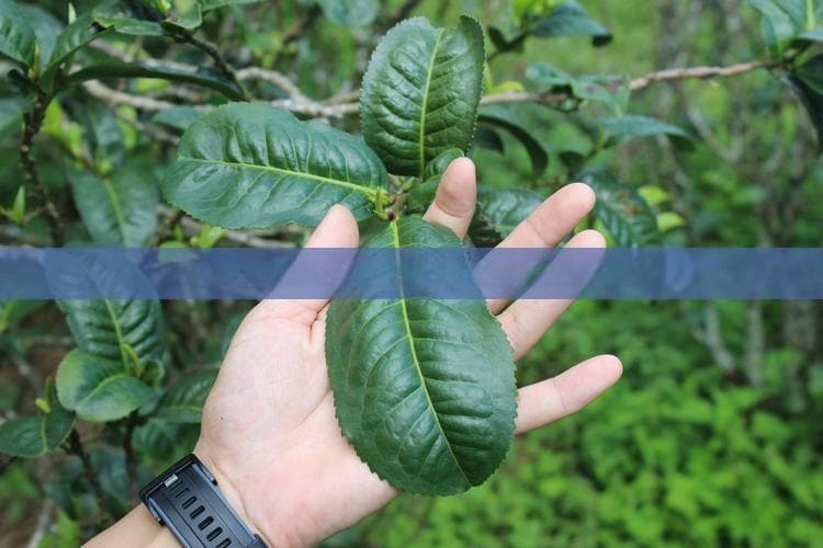 普洱茶用多少度的水温泡？适宜温度提升茶香与口感