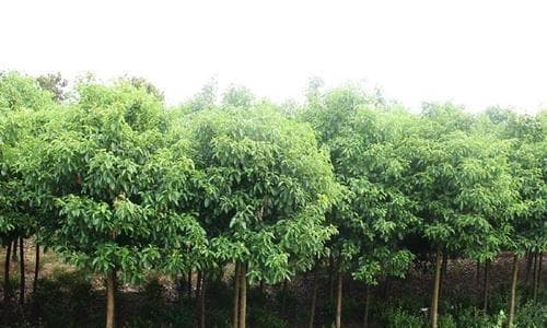 香樟树生长规律与速度（揭秘每年生长多少、能长多高的奥秘）