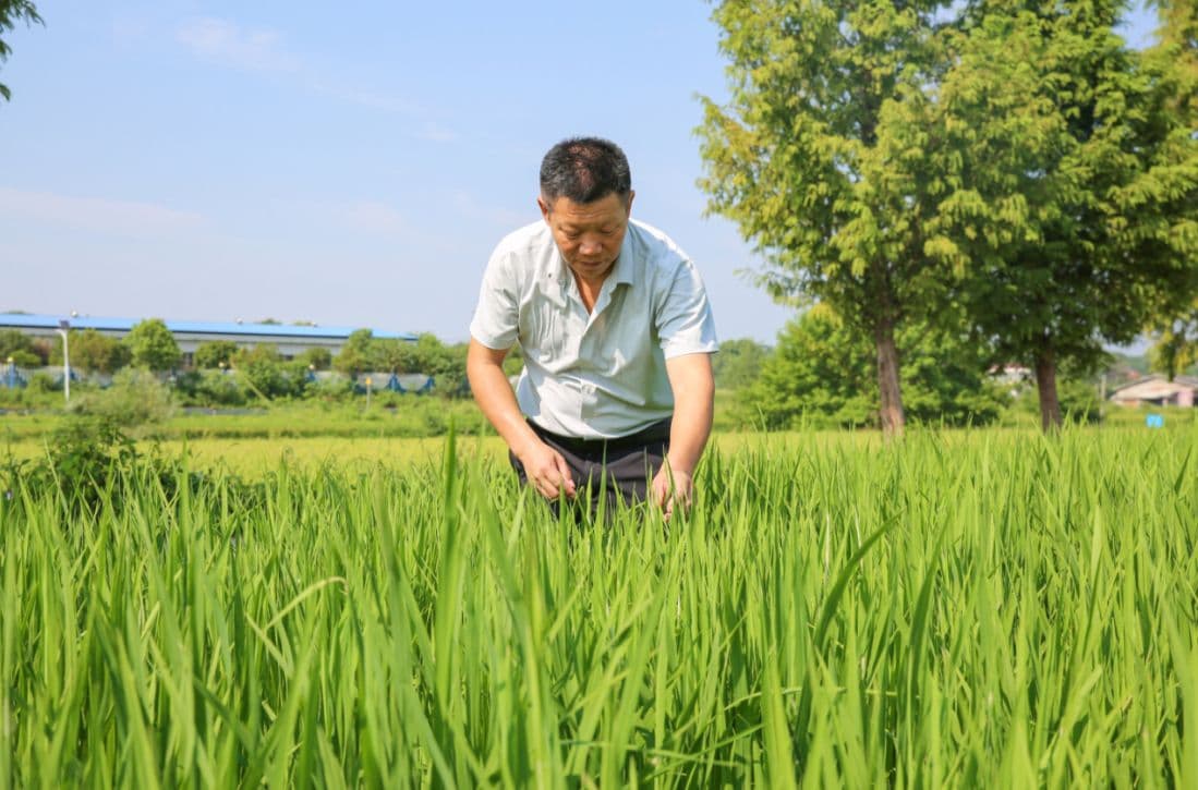 长沙宁乡：科学种植推进现代农业绿色发展