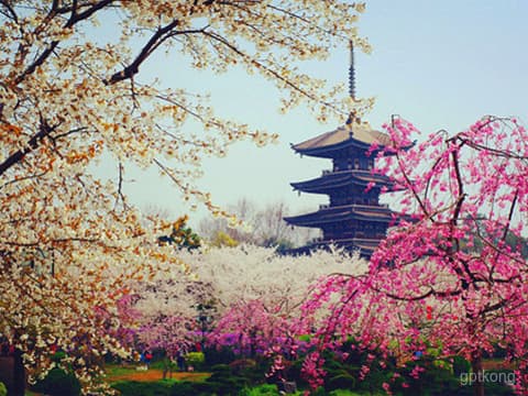 东湖磨山景区旅游攻略：最佳游览路线、门票价格及开放时间全解析