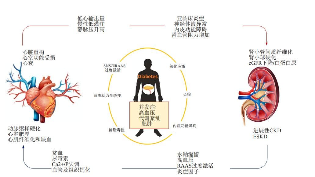 心-肾-代谢综合征（CKM）新概念--关注“糖心肾”联防联控