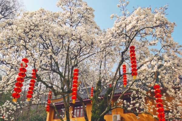 杭州赏玉兰花攻略：9个最佳观赏地点推荐