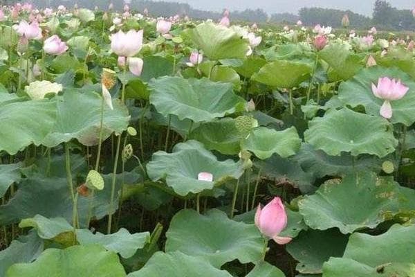 荷花不开花是什么原因造成的？