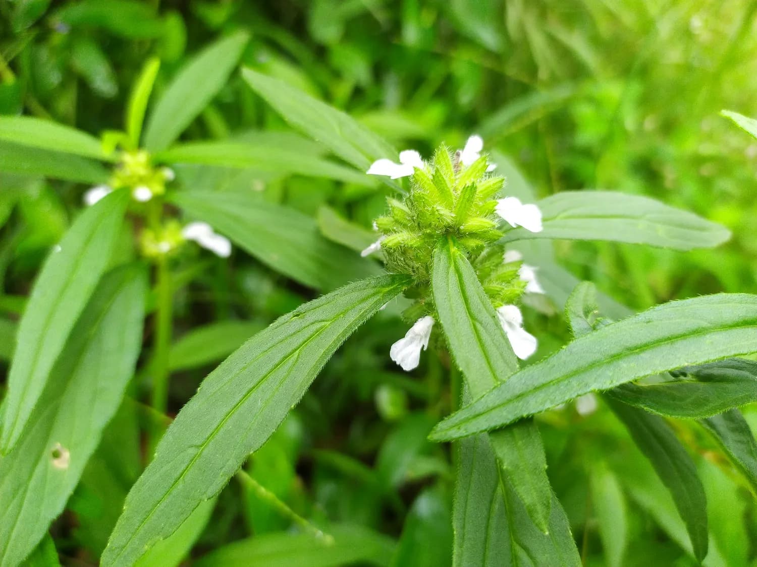 旱莲草：养生界的网红草本，功效与应用全解析