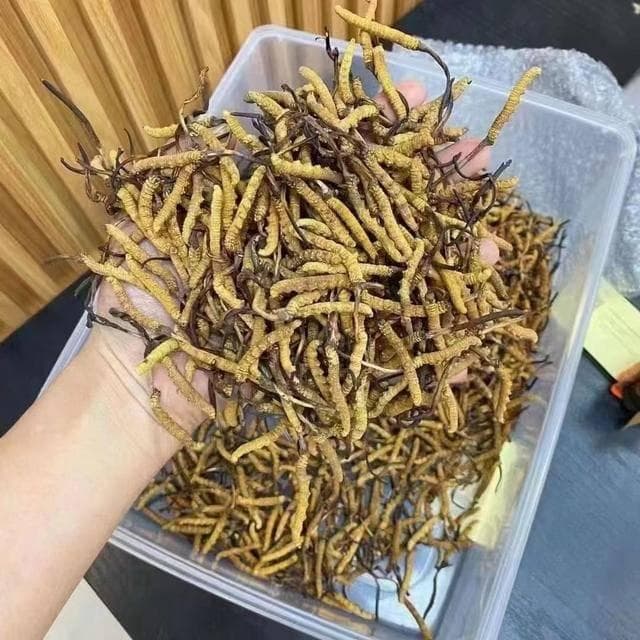 有经验的挖草人告诉你这样辨别干刷虫草和水洗虫草