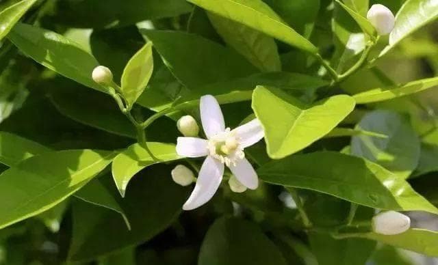 柑橘花芽分化的四大因素与促进措施