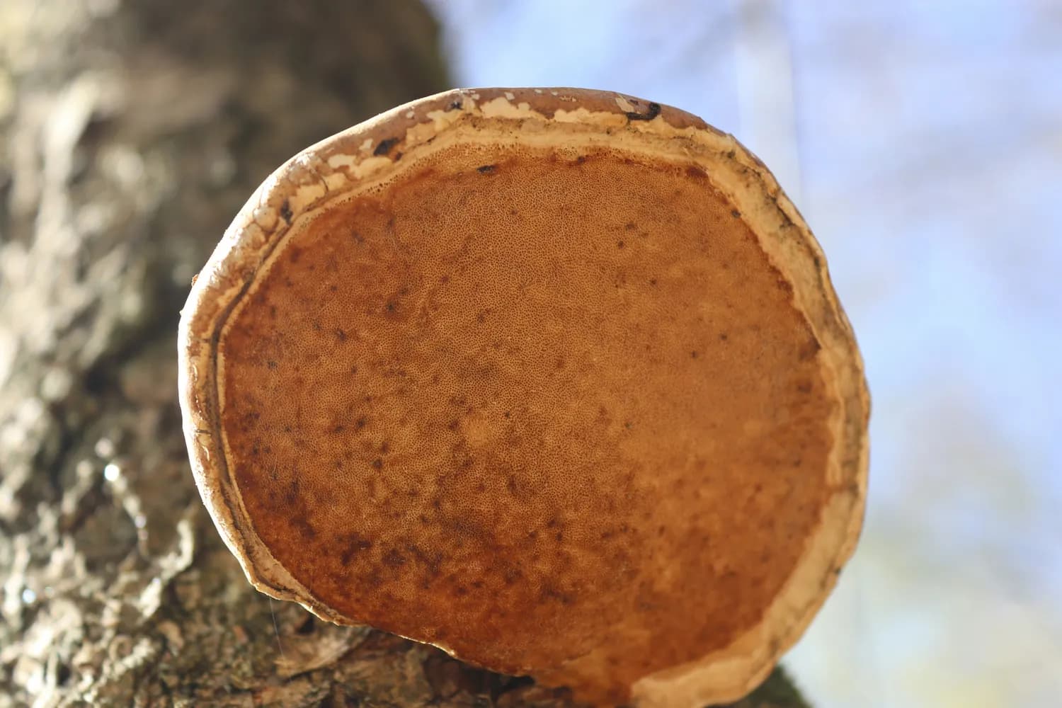 梅花鹿茸片：冬季养生的高端滋补品，4大功效4种食用方法
