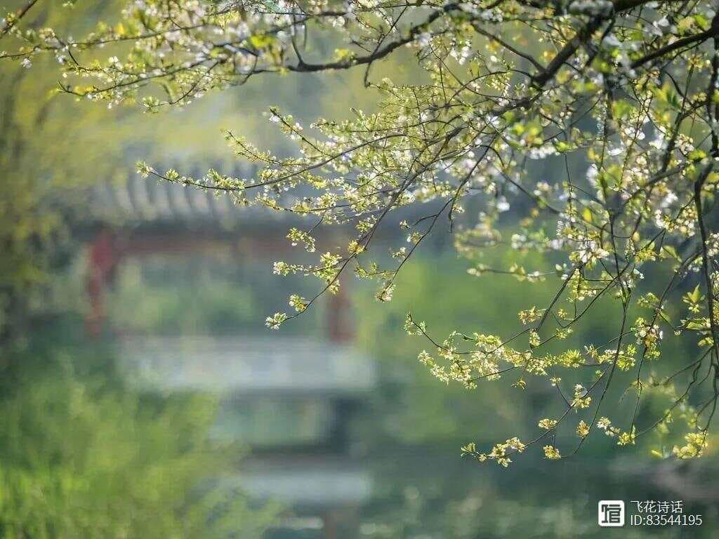 诗词里的“顶流春天”！这8句神仙文案，古人早把春天写绝了！