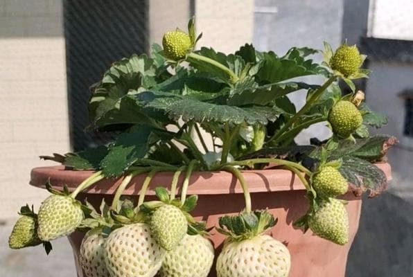 草莓盆栽种植方法（教你轻松栽培属于自己的草莓，快来看看吧！）