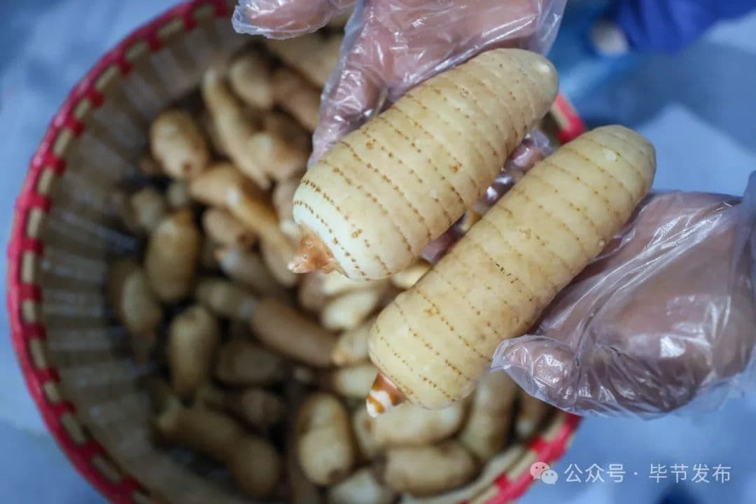 新质生产力的毕节实践⑥丨追“新”逐“质”   一“麻”当先