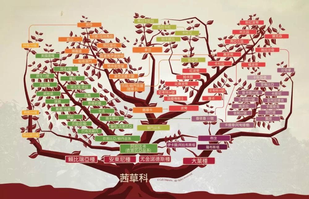 阿拉比卡咖啡豆的品种种类有哪些？阿拉比卡咖啡豆的衍生种类和风味口感特点？