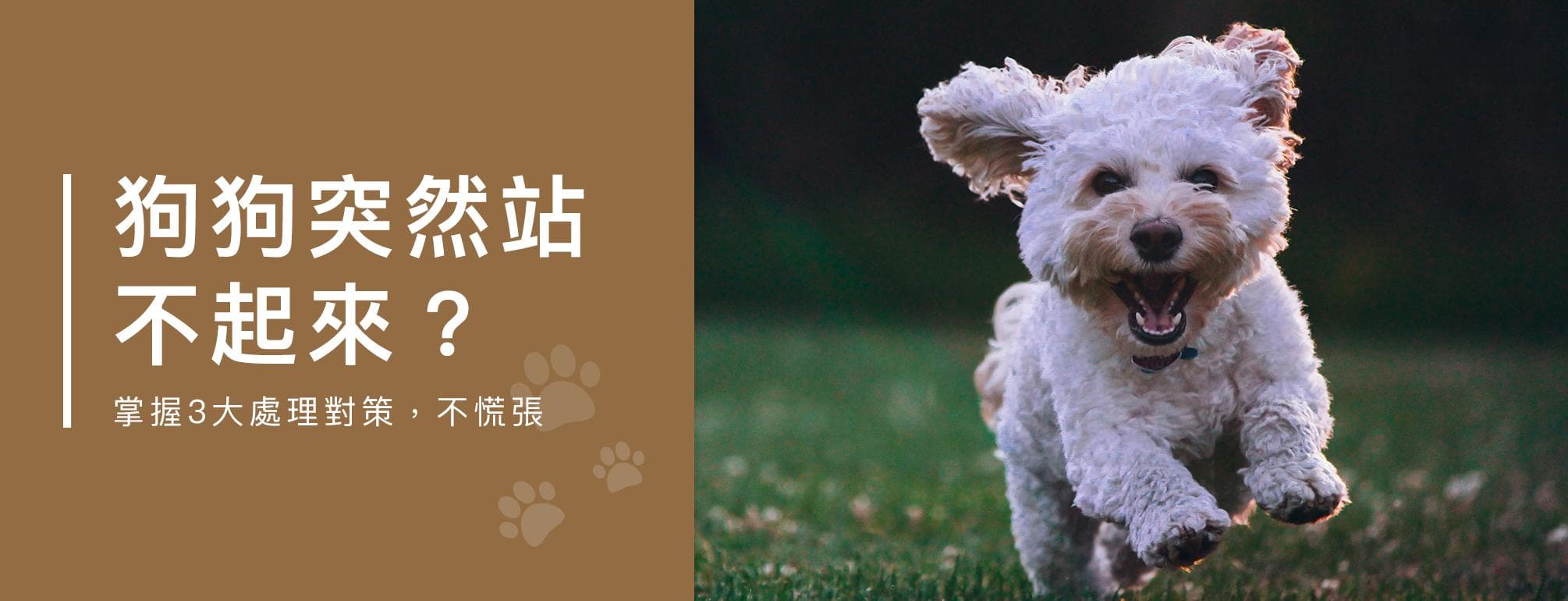 狗狗突然站不起来？掌握3大处理对策，不慌张